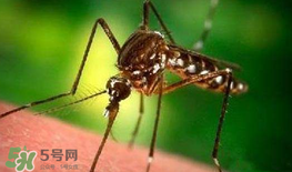 什么防蚊效果好？嬰兒用什么防蚊？