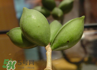 檳榔為什么會上癮？檳榔上癮怎么戒？