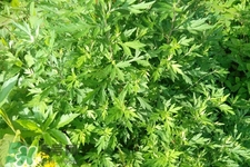 艾草可以治風濕嗎？怎么用艾草治療風濕？