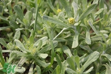 艾草能治療蕁麻疹嗎？艾草可以治療蕁麻疹嗎？