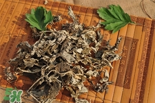 艾草可以治感冒嗎？艾草如何治療感冒？