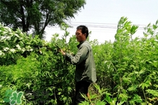 艾草可以治感冒嗎？艾草如何治療感冒？