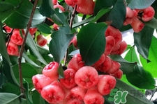 蓮霧是低糖水果嗎？蓮霧含糖量高嗎？