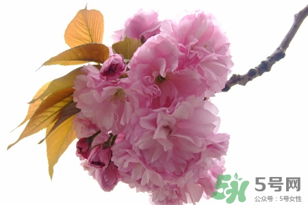 清明節(jié)掃墓能不去嗎？清明節(jié)上墳必須去嗎？