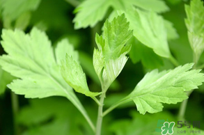 清明菜是什么？清明菜和艾草的區別 