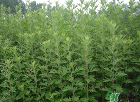 清明菜是什么？清明菜和艾草的區別 