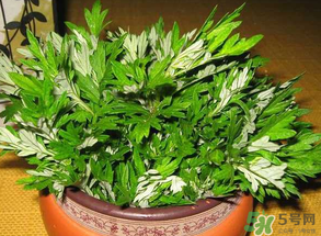 清明菜是什么？清明菜和艾草的區別 