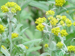 清明菜是發物嗎？清明菜是不是發物？