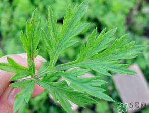 清明草是艾草嗎？清明菜是什么草？