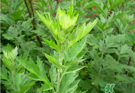 清明草是艾草嗎？清明菜是什么草？