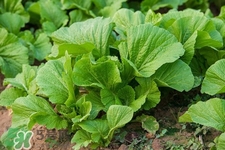 春分吃春菜有什么好處？春菜有什么營(yíng)養(yǎng)價(jià)值？