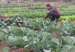 清明節種什么菜？清明節前后種什么菜？