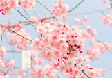 春分吃什么？春分吃什么會(huì)更加健康？