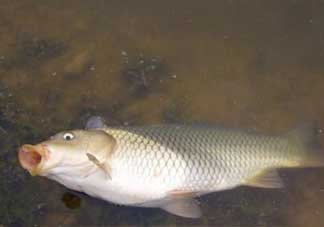 春分能夜釣嗎？春分能釣鯉魚嗎？