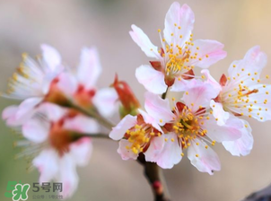 櫻桃需要授粉樹嗎？櫻桃需要什么授粉樹？