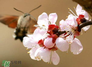 櫻桃需要授粉樹嗎？櫻桃需要什么授粉樹？