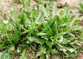 薺菜什么時(shí)候開花？薺菜花什么時(shí)候采？