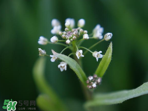 薺菜什么時(shí)候開花？薺菜花什么時(shí)候采？