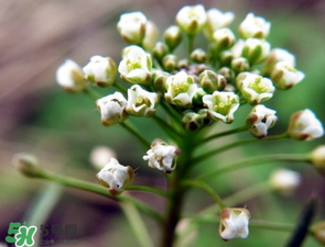薺菜什么時(shí)候開花？薺菜花什么時(shí)候采？