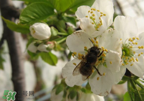 櫻桃怎么授粉？紅燈櫻桃怎么授粉？