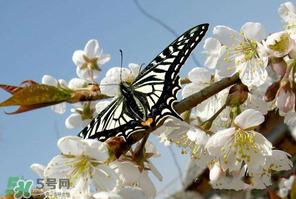 櫻桃怎么授粉？紅燈櫻桃怎么授粉？
