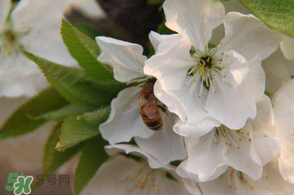 櫻桃怎么授粉？紅燈櫻桃怎么授粉？
