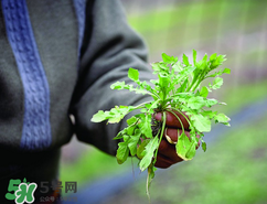 糖尿病人能吃薺菜嗎？糖尿病人可以吃薺菜嗎？