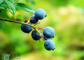 藍莓一天吃多少為宜？藍莓每天吃多少合適？