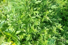 艾草是寒性的嗎？艾草是涼性的嗎？