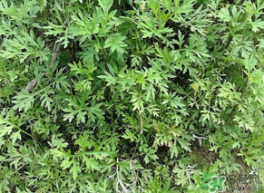 蒿子是發物嗎？蒿子是不是發物嗎？