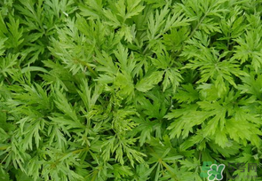 蒿子是發物嗎？蒿子是不是發物嗎？