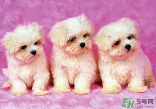 狗狗能吃薺菜嗎？狗吃了薺菜會生病嗎？