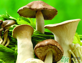 薺菜和蘑菇能一起吃嗎？薺菜和菇類能一起吃嗎？