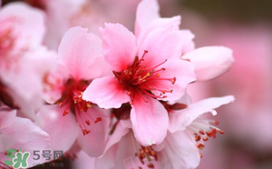 清明節還有桃花嗎？清明節去哪里看桃花？