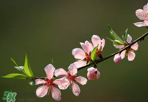 清明節還有桃花嗎？清明節去哪里看桃花？