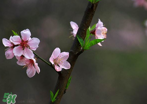 清明節還有桃花嗎？清明節去哪里看桃花？