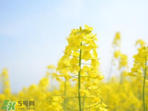 2017年清明節(jié)油菜花開(kāi)了嗎？2017年清明節(jié)還有油菜花嗎？