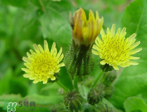 苦菜什么時候有？苦菜幾月份有？