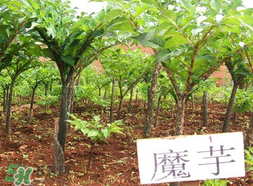 魔芋什么味道？怎么去除魔芋味道？
