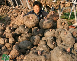魔芋什么時(shí)候種植？魔芋怎么種植技術(shù)？