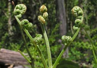 野生蕨菜多少錢一斤？蕨菜多少錢一斤？
