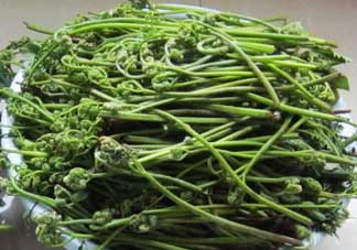 吃蕨菜有什么好處？吃蕨菜的好處
