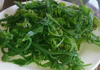 蕨菜是發物嗎？蕨菜是不是發物嗎？