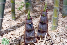 春筍上市如何買到鮮美竹筍？新鮮春筍怎么挑？