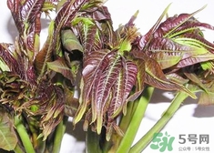 香椿芽的營養價值_香椿芽的功效與作用及食用方法