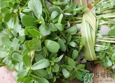 螞蟻菜的營養價值_螞蟻菜的功效與作用及食用方法