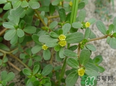螞蟻菜的營養價值_螞蟻菜的功效與作用及食用方法