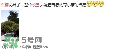 為什么學校要種石楠花？石楠花的味道為什么這么銷魂？