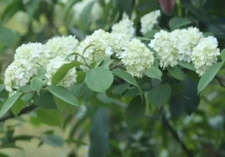 為什么學校要種石楠花？石楠花的味道為什么這么銷魂？