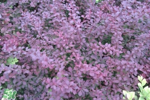 石楠花可以吃嗎？石楠花花語